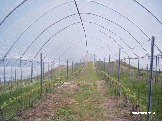 Сельскохозяйственный холдинг Ахметова и Новинского продает подразделение в Запорожской области