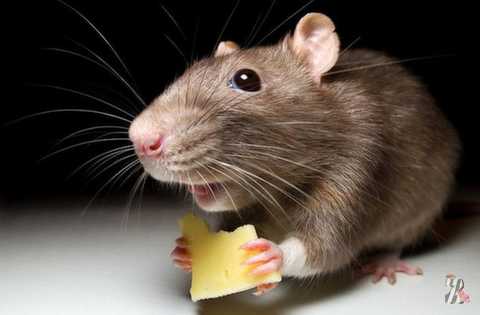 Экс - мэр Гайсина получил 7 лет за травлю крыс почти на миллион