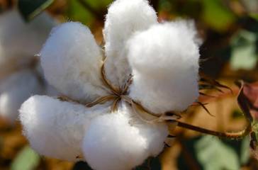 Узбекистан: Грязное «золото». Узбекский хлопок: принуждение, шантаж и вымогательство