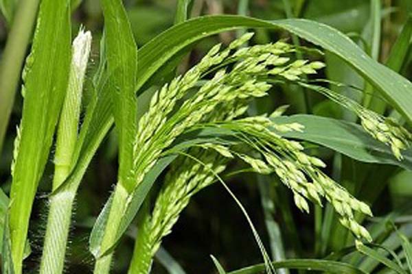 Фитосанитарные инспекторы обнаружили карантинный сорняк