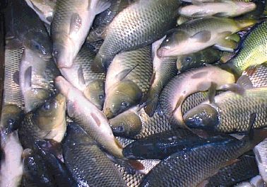 В харьковских супермаркетах продают селедку со стафилококком