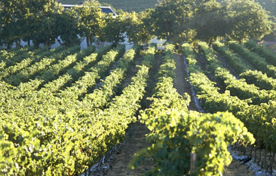 Суд обязал вернуть 274 га виноградников «Массандре»