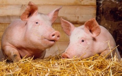 Предвыборные плагитаторы