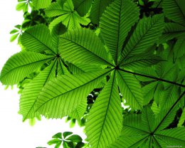 Каштан — символ коррупции в Киевской администрации. Часть2.