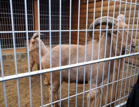 Виктор Янукович держал при себе николаевских козлов