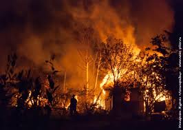 Срочно требуется помощь: под Киевом неизвестные сожгли приют для собак