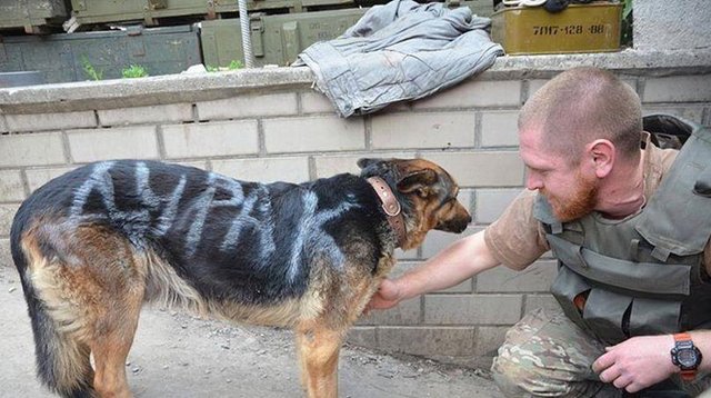 Избитую боевиками собаку спасли бойцы Украины