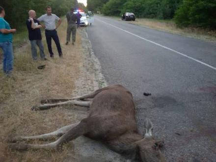Лось устроил ДТП под Киевом