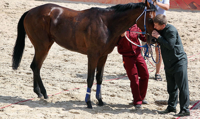 Скаковые лошади Кадырова попали под санкции ЕС