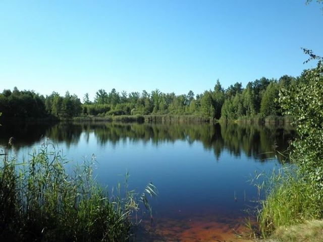 Ченігівські регіонали Андрос и Ковальов окупували сотні гектарів лісів на Чернігівщині