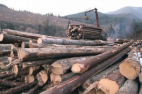 Закарпаття: Крадений ліс як ішов під якимось «дахом», так і йде дал