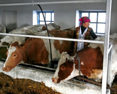 Иванчик и Косюк придумали, как повысить цены на мясо