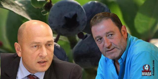 Волинська ягода розбрату: розслідування