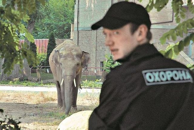 Торговцы экзотическими животными в Украине: "Если надо, привезем и слона"