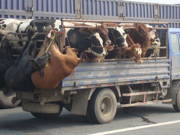 Будні столичних перевезень: Коли замінять громадські "скотовози"