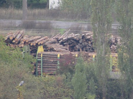 Зацените масштабы: в Мукачево лес-кругляк "пакуют" целыми ж/д составами (ФОТОФАКТ)