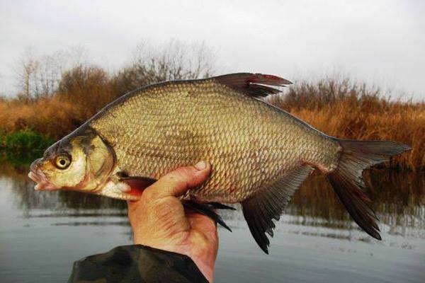 Сказка про рыбаков и золотую рыбку. Короткая и конкретная