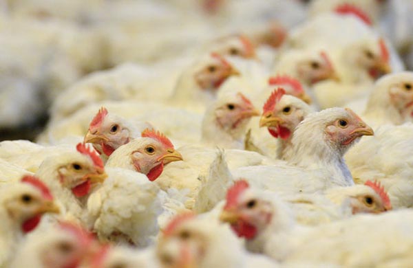 Конец отношениям. Российско-украинские торговые войны дошли до логической развязки