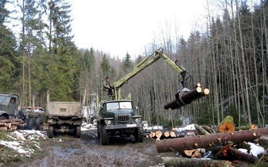 "Приїхали, вирізали живого бука. Це не чистка лісу, це бандитизм!" (ФОТО)