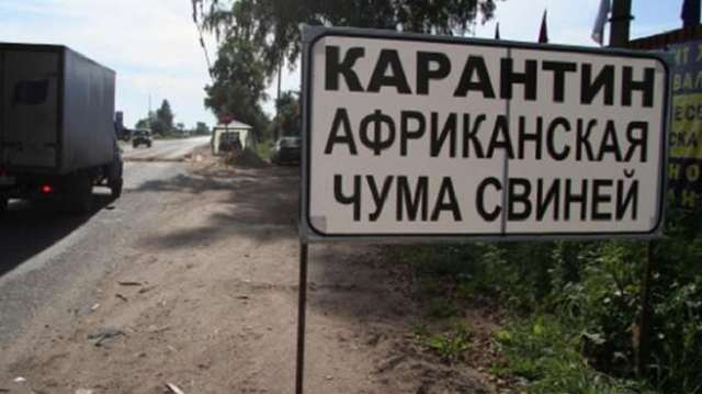 Крымчане могут разводить кроликов в случае гибели всех свиней от чумы