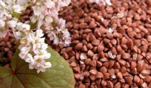 В Україні рекордно подорожчала гречка