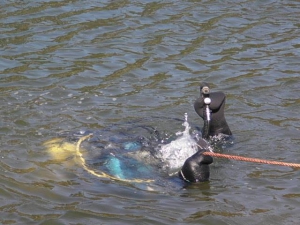 В протоке Днепра водолазы нашли тело с грузом на шее