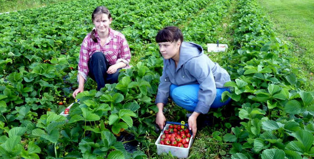 Украинцам будет сложно попасть на сезонные работы в Польшу