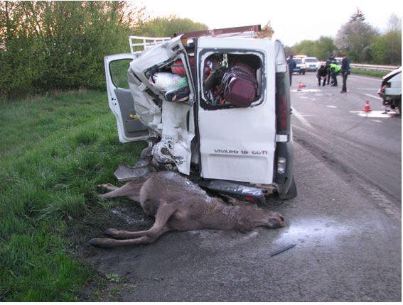 В Ровенской области водитель переехал лося и погиб сам