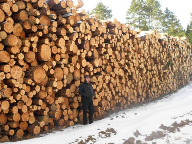 У Львівській області з 2015 року розпочато 366 кримінальних проваджень щодо вирубки лісу