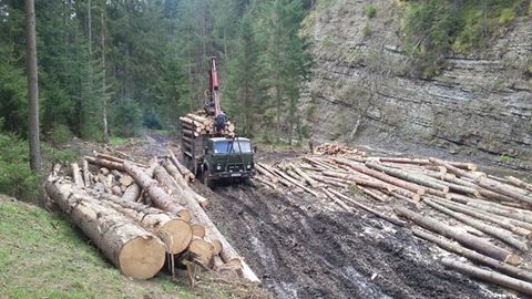 Щоб вивезти за кордон вирубаний карпатський ліс, його оформляють як …дрова