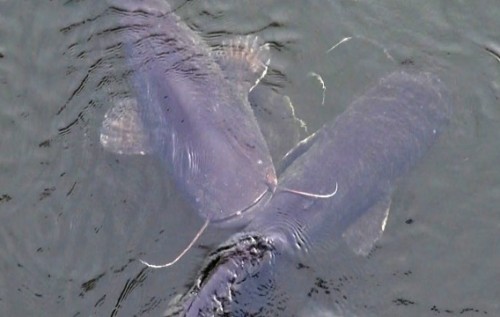 Возле Чернобыльской АЭС водятся громадные сомы. ВИДЕО