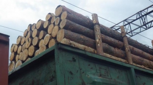 «Рятуючи українські ліси»: Активісти затримали товарняк з контрабандною деревиною