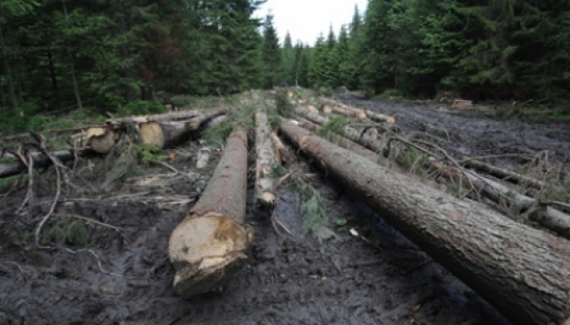 Экс-глава Гослесагентства вместе с женой ответит за коррупцию