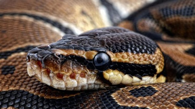 В центре Одессы питон укусил ребенка