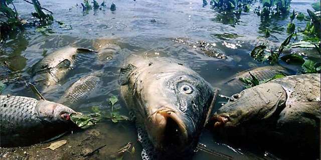 На Сумщині почорніла річка Сула, гинуть десятки тонн риби