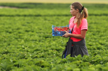 Заробитчане и экономика: сколько валюты присылают и где зарабатывают