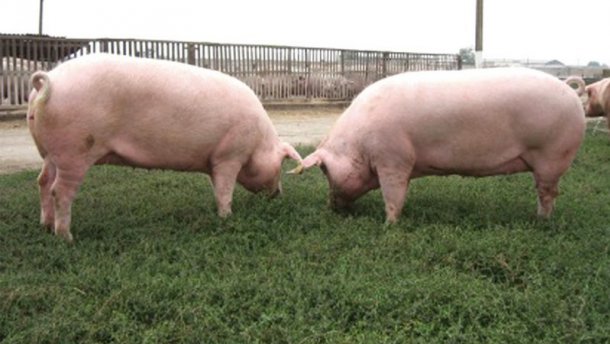 В Україні зафіксували спалахи небезпечного вірусу