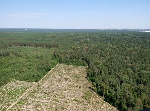 Огромные "лысые" участки: появились фото масштабной вырубки леса на Киевщине