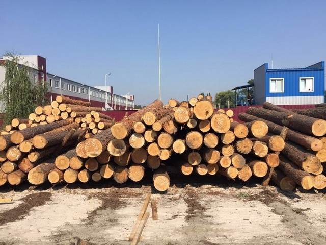 СБУ раскрыла масштабные махинации с экспортом леса