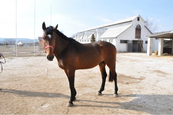 Государственные коневоды продавали лошадей в обход кассы