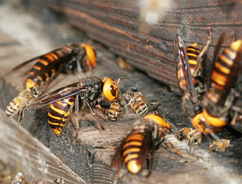 На Львівщині шершні «вбили» чоловіка