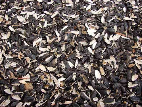 Полтавский ГОК за счет шелухи семечек сэкономил 100 млн гривень