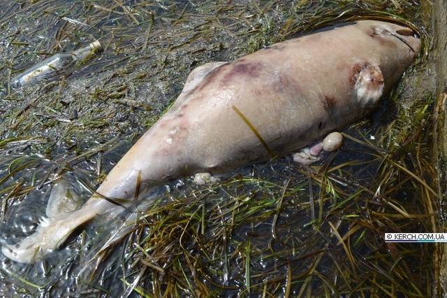 На побережье Крыма нашли больше 50 трупов дельфинов с отрубленными плавниками