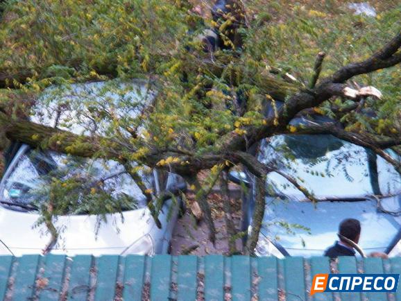 На парковку Главной военной прокуратуры рухнуло дерево (ФОТО)