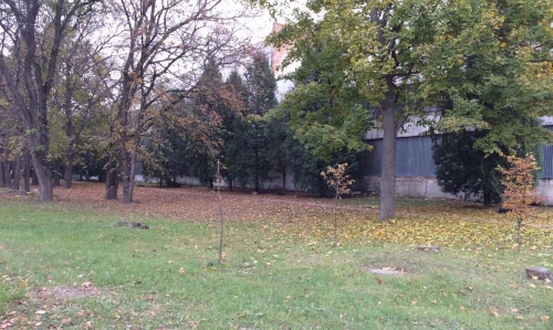 Дети под ёлкой нашли человеческую голову. Город из-за слухов на грани паники