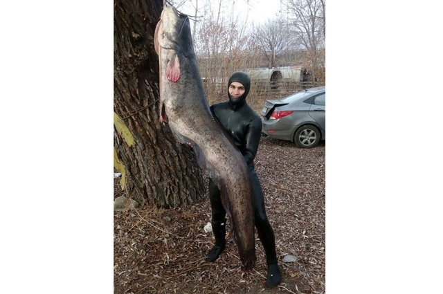 Держрибагентство вивчить обставини вбивста 90-кілограмового сома у Києві