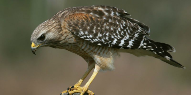 Украинец пытался вывезти в Ливан четыре сокола