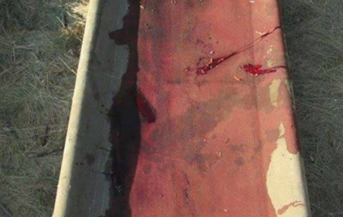 Волонтер: Простите, что не "пощу" котиков, но в нашей стране идет война. ФОТО