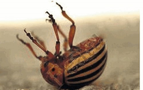 Своих уничтоженных и раненных дизертиров оккупанты списывают на обстрелы ВСУ – Тымчук