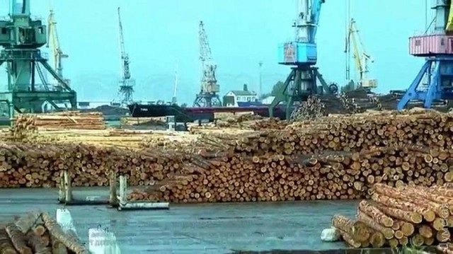 Под видом обработанной древесины через порт Одесской области мошенники переправляют лес-кругляк